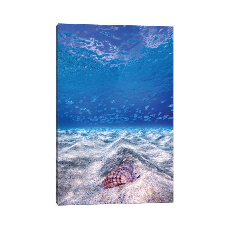 Waimea Shell by Sean Davey - Wrapped Canvas Gallery-Wrapped Canvas Giclée, 20.32 cm H x 30.48 cm W