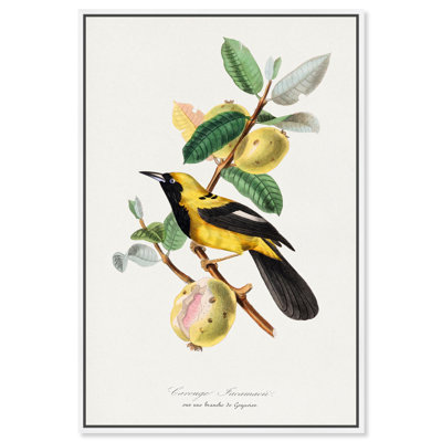 Reproduction d'art sur toile, Jacamar, 1842 par Gervais