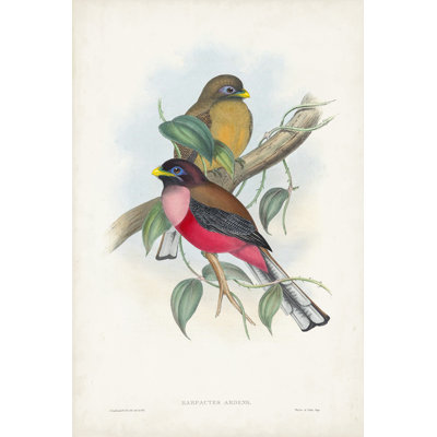 Gould Tropical Birds VIII - Wrapped Canvas Print