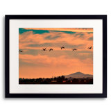 Flamingos Flying At Sunset Print by Tom Kostes