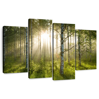Alvord Birch Forest Sunlight