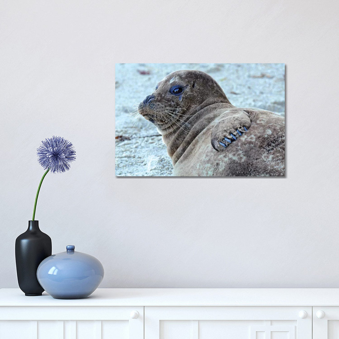 Seal Pup by Brian Wolf - Wrapped Canvas Print