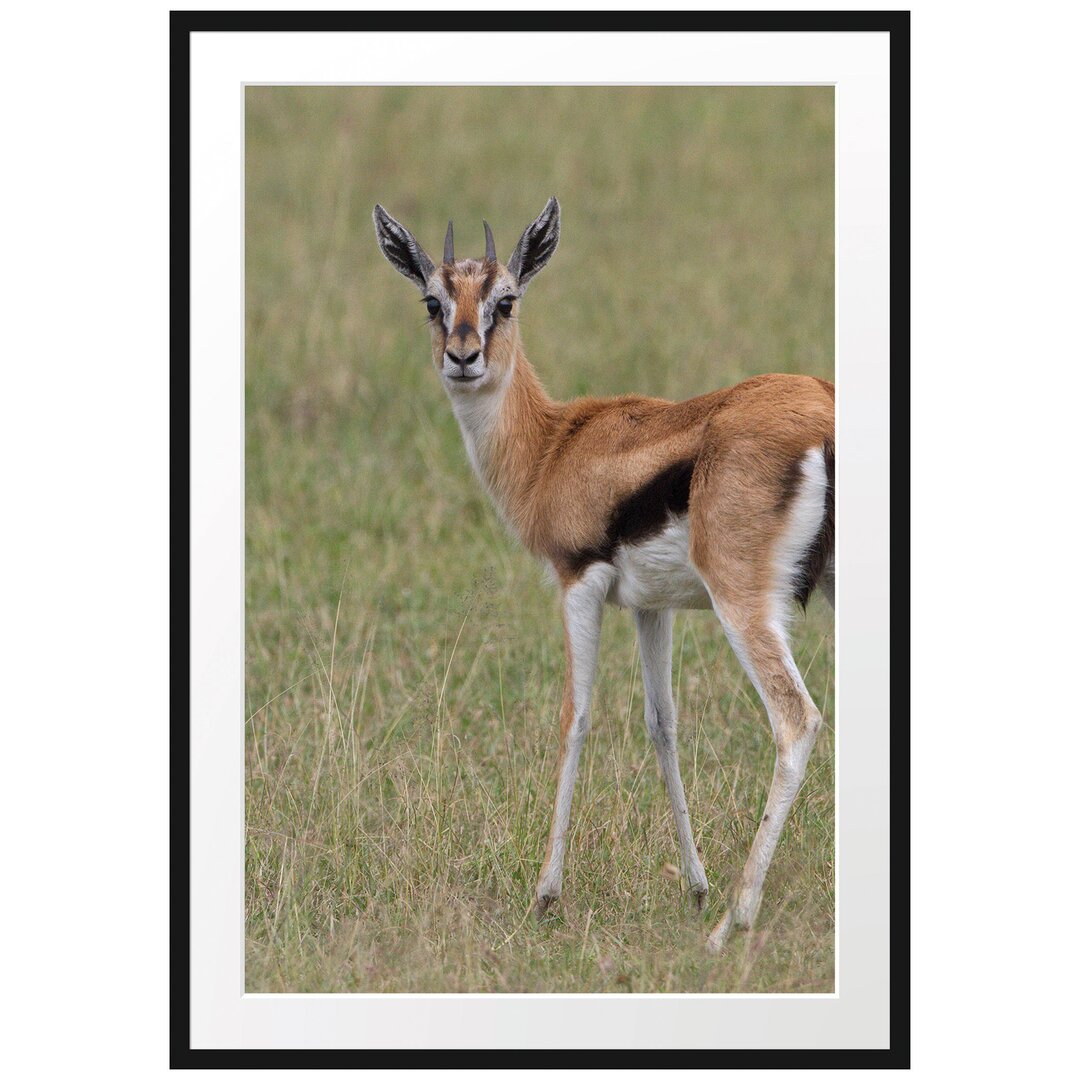 Gerahmtes Poster Prächtige Gazelle auf Wiese