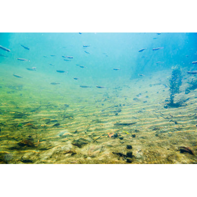 " Underwater River With Fish " by 3Sbworld