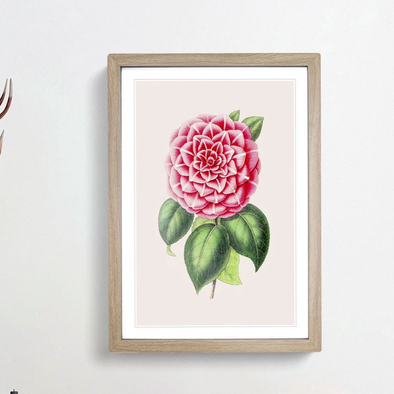 Pink Japanese Camellia Illustration - Picture Frame Painting Print, 36cm H x 27cm W x 2cm D, Oak Framed