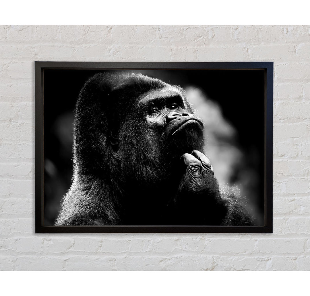 Nachdenklicher Gorilla B N W Gerahmter Druck