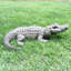 Life's A Beach Alligator Garden Statue