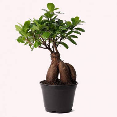 American Plant Exchange Ginseng Ficus Bonsai Tree, Exotic Live Plant,  6-Inch Pot, Perect for Home and Office & Reviews