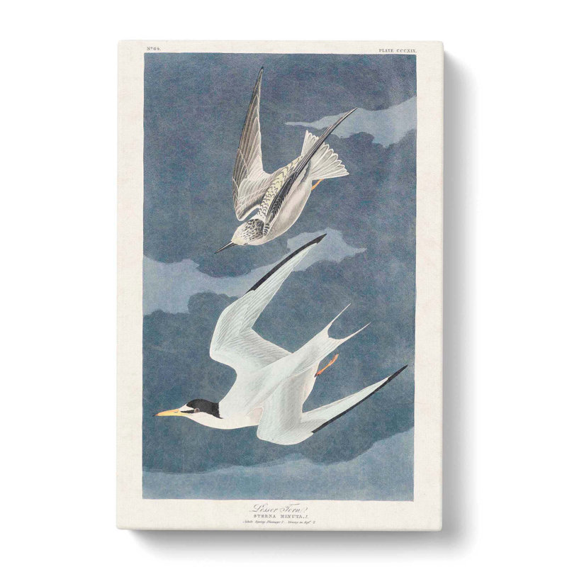Lesser Tern Birds by John Audubon - Wrapped Canvas Painting, 50cm H x 35cm W x 3cm D
