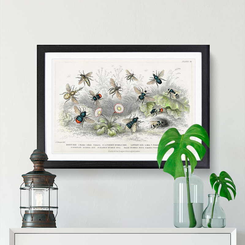 Assortment Of Bees by Oliver Goldsmith Framed Print, 45cm H x 63cm W x 2cm D, Black