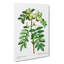 Sorb Apple Tree by Pierre-Joseph Redoute - Wrapped Canvas Painting-55318961