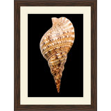 Large Shell 5 Print