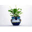 12 po Bleu floral Talavera Chata