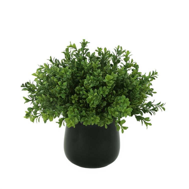 Creative Displays, Inc. Faux Boxwood Plant in Glass Vase & Reviews ...