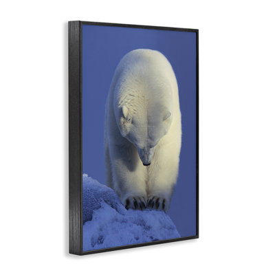 Contemplation Polar Bear Giclee Art by Shane Lamb