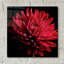 «Red Chrysanthemum On Black» par Tom Quartermaine-1872545881
