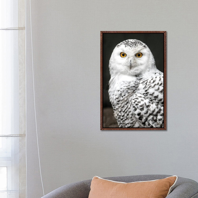 Snowey by David Gardiner - Print on Canvas, Brown Framed, 66.04 cm H x 45.72 cm W