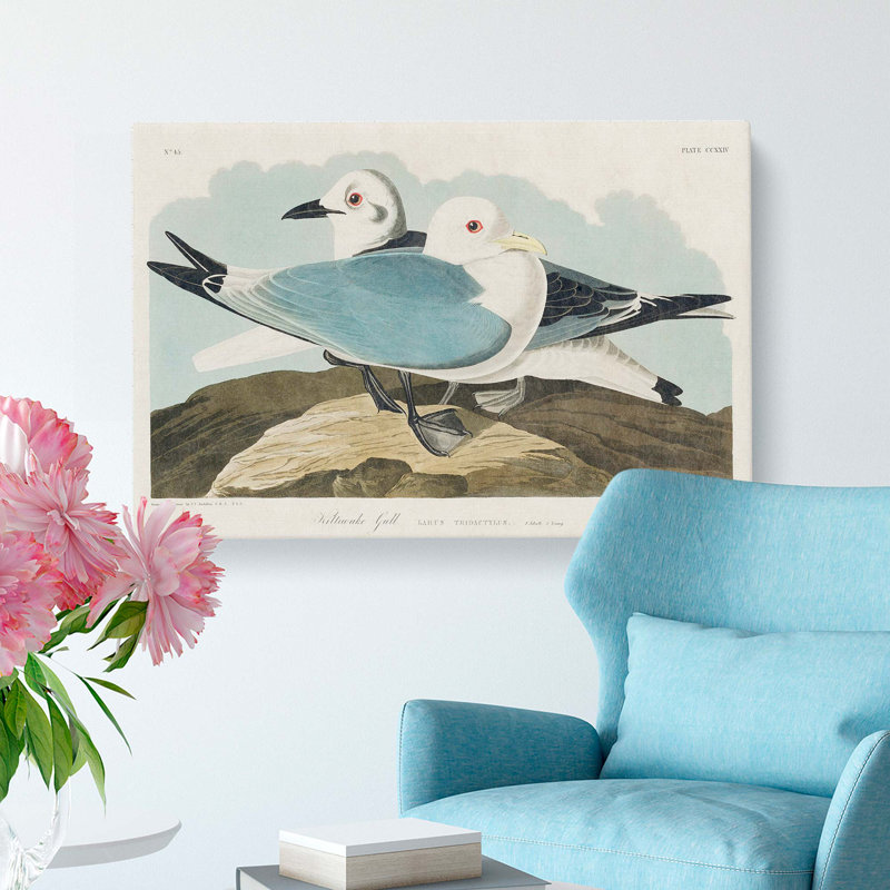 Two Kittiwake Gulls by John James Audubon - Wrapped Canvas, 50cm H x 76cm W x 3cm D