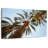 Harnek Under The Date Palm Trees-108842726