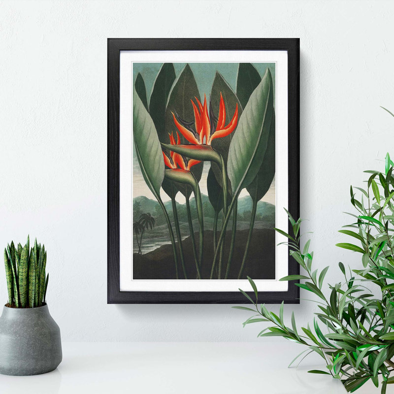 Exotic Flowers by R.J. Thornton - Picture Frame Painting Print, 36cm H x 27cm W x 2cm D, Black Framed