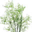 Arrangement floral Gipsophila