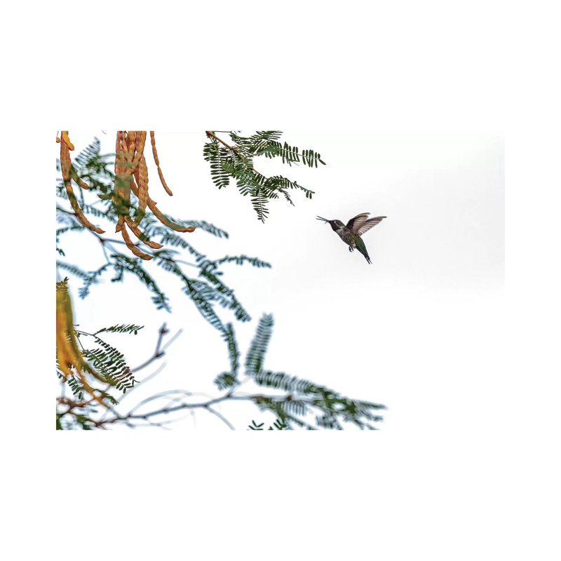 Hummingbird In Flight Isolated On White Sky by Susan Richey - Wrapped Canvas Gallery-Wrapped Canvas Giclée