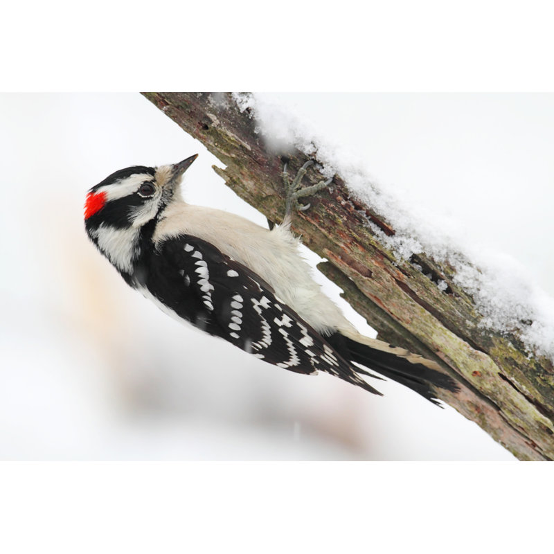 Downy Woodpecker (Picoides Pubescens) 1 Piece Wrapped Canvas Wall Art, 51cm H x 76cm W x 3.8cm D