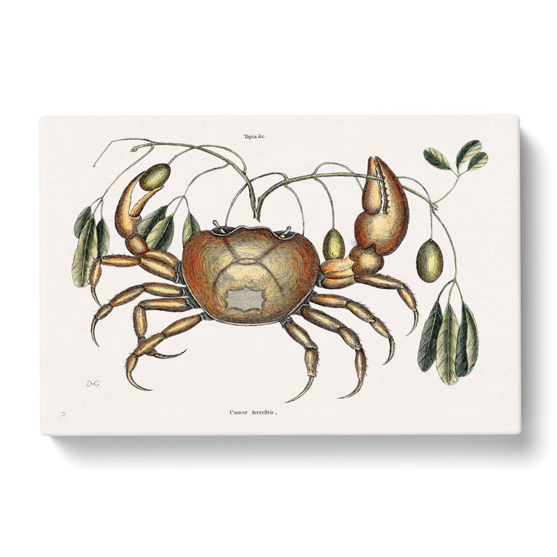 Land Crab by Mark Catesby - Wrapped Canvas Graphic Art Print, 35cm H x 50cm W x 3cm D
