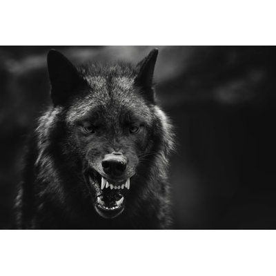 Gibbes Angry Wolf - Wrapped Canvas Print