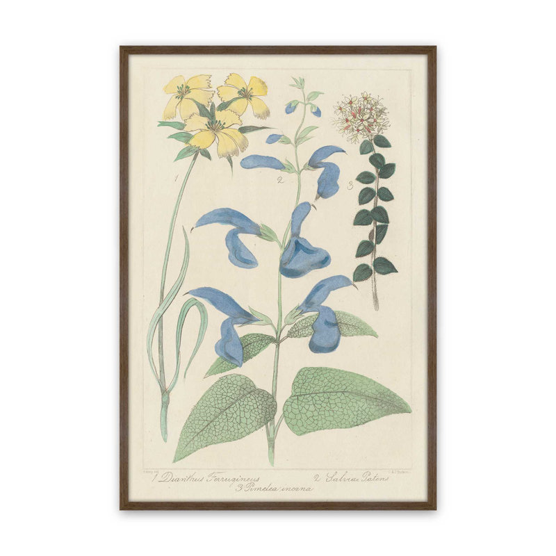 Salvia Florals II, reproduction d'art, H 30 po x l 20 po, Brun