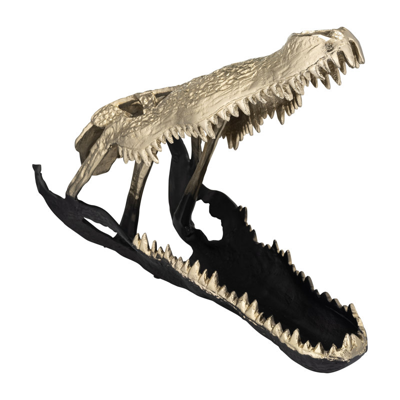 Crâne d'alligator