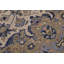 Tapis traditionnel 8 x 12