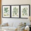 Buchoz Tropicals IV - reproduction encadrée sur mesure de qualité supérieure mate - 3 pièces-1420945984-1420945986