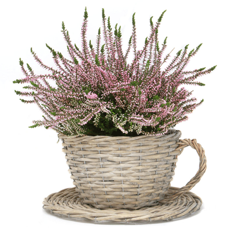Paullina Statue Planter