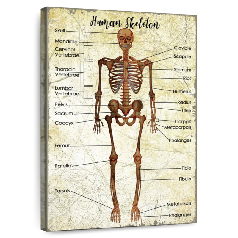 Keiri Human Skeleton Chart, 48" H x 32" W