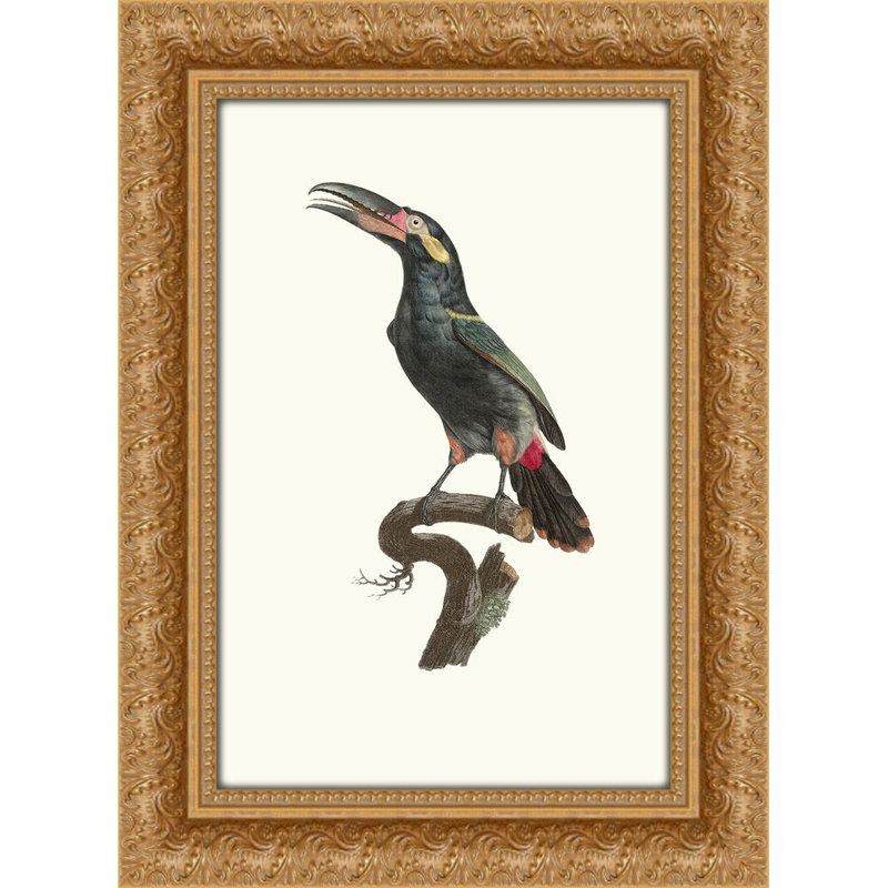 Aracari à collier de la Guyane. (1806), 18" H x 15" W