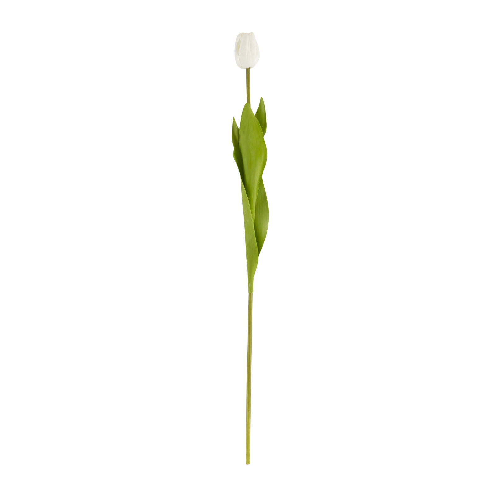 Rimma Tulip Stems, White