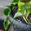 Pot à fleurs rond en plastique Step2 Claremont-96916924-83462882