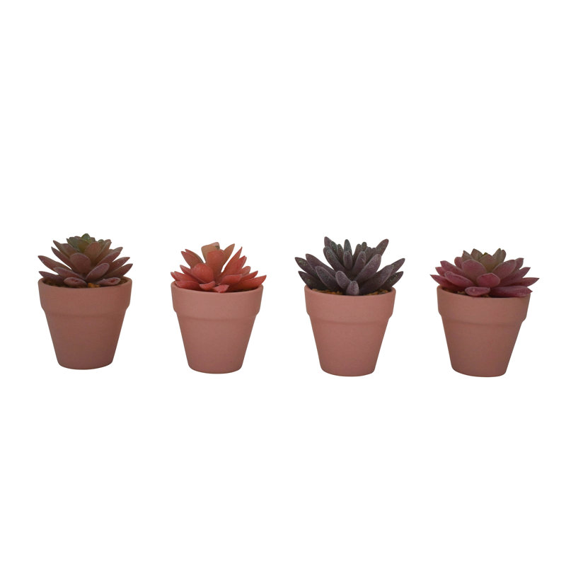 Plante de 4 po