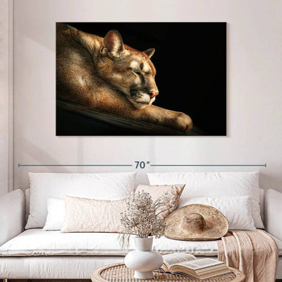 Cougar endormi