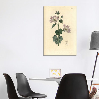 Australian Hollyhock by Florilegius - Gallery-Wrapped Canvas Giclée on Canvas