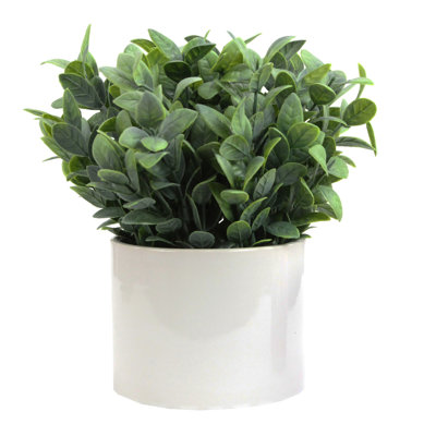 Ruscus Arrangement in Pot