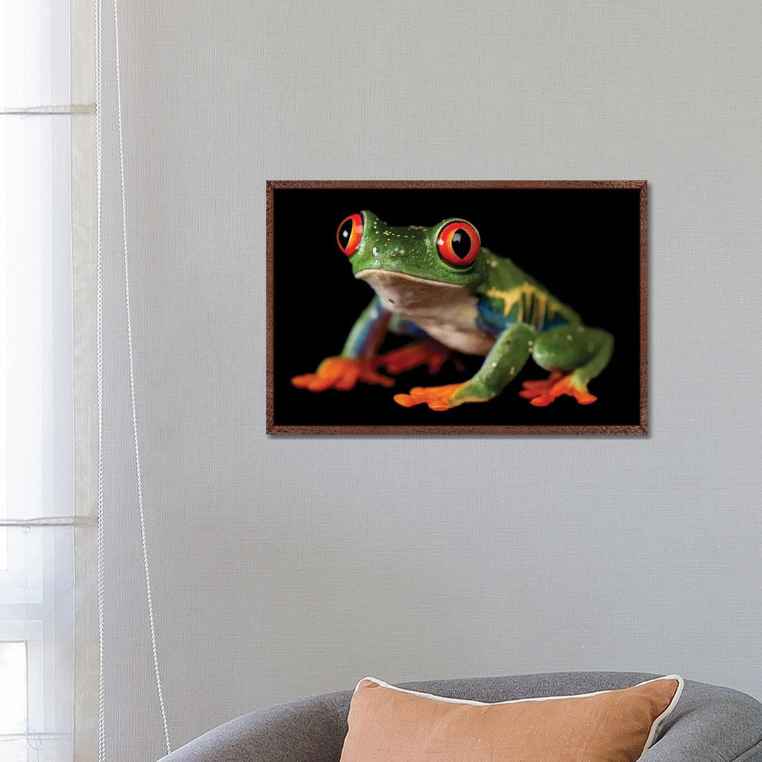 A Red-Eyed Tree Frog At The Sunset Zoo In Manhattan, KS. von Joel Sartore - Gallery-Wrapped Canvas Giclée on Canvas