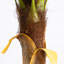 Cocotier artificiel-1201068299