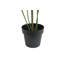 TREE MONSTERA GROWER 5FT