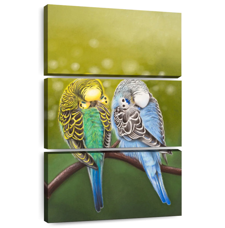 Brampt Budgie Siesta, H 45 po x l 28 po