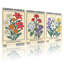 Plantes et fleurs, Essence de jardin, botanique naturelle, ensemble de 3 impressions sur toile-462146989