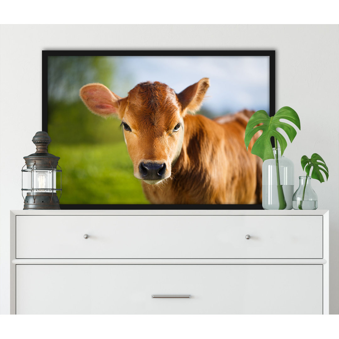 Gerahmter Fotodruck Young Calf