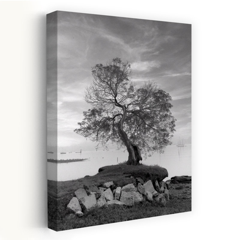 Coastal Oak Series No. 2 - Paysages, photographie, arbres, cours d'eau, art, H 60 po x l 40 po