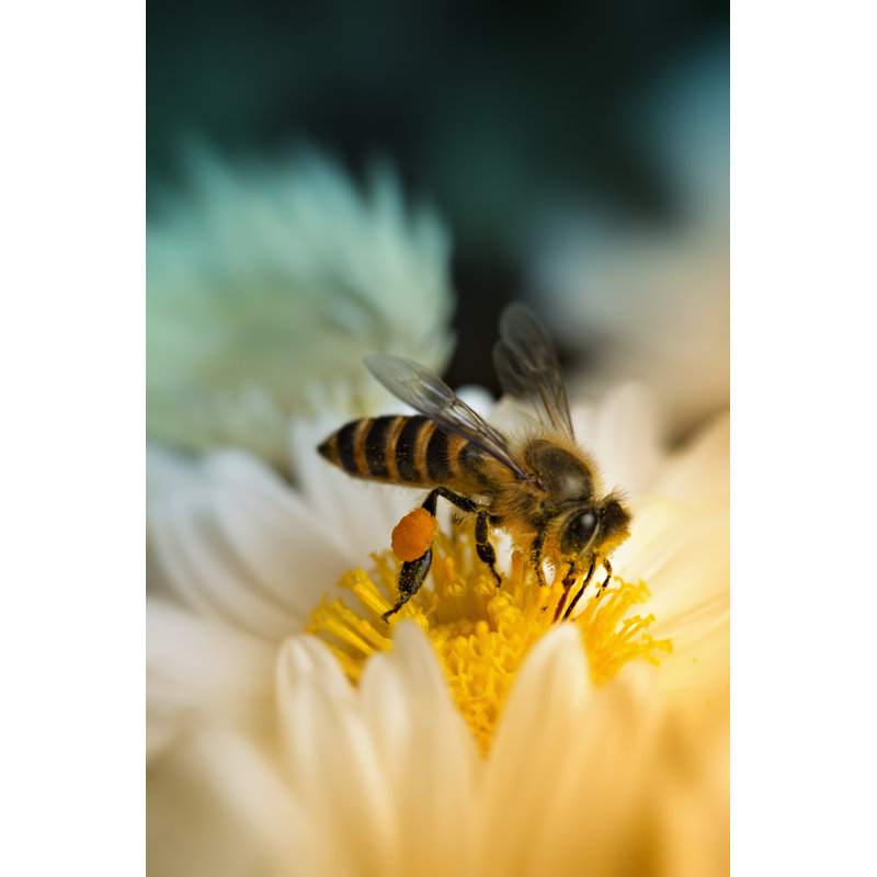 Honey Bee Collecting Nectar by Gawrav - Wrapped Canvas Print, 30cm H x 20cm W
